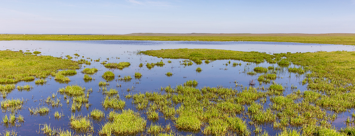 Vernal Pool in Spring (photo: Lorena Anderson)