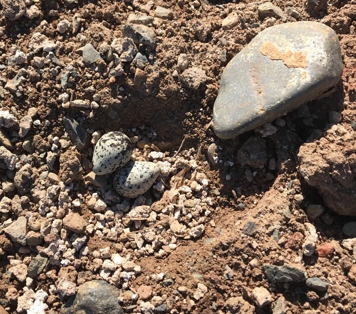 Killdeer eggs (photo: Francesca Cannizzo) Killdeer eggs (photo: Francesca Cannizzo)