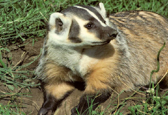 The American Badger American Badger