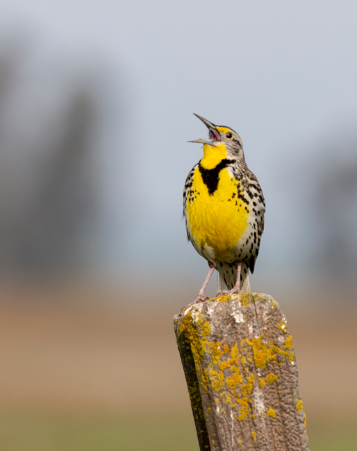 Meadow lark (Sturnella neglecta), photo: Sean Werle Meadow lark (Sturnella neglecta), photo: Sean Werle
