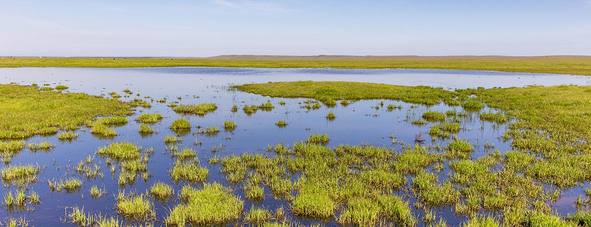 Vernal Pool in Spring (photo: Lorena Anderson)