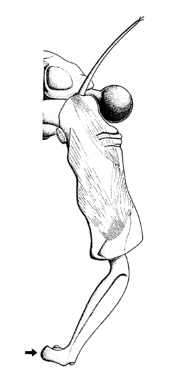 B. conservatio