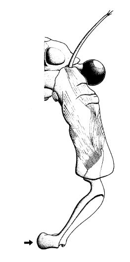 B. mesovallensis