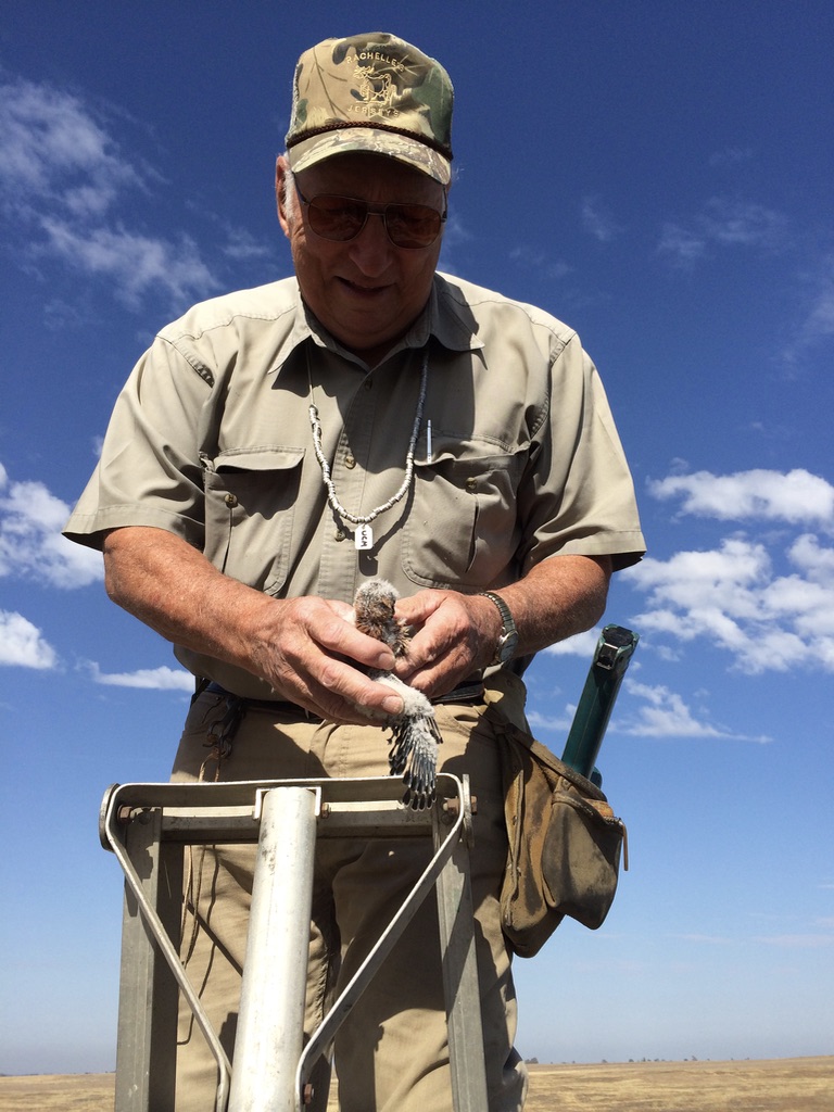 Steve Simmons handling an American kestrel at a bird box