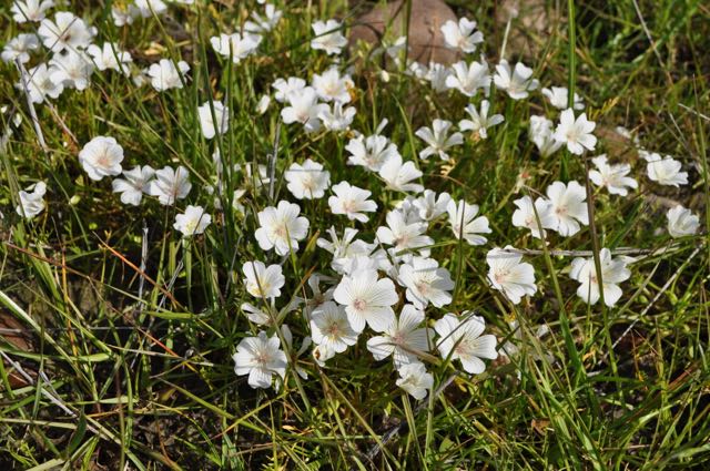 Meadowfoam 