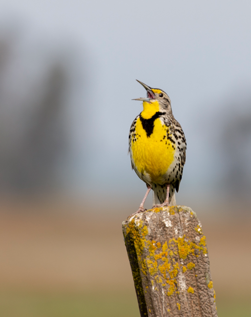 Meadow lark (Sturnella neglecta), photo: Sean Werle